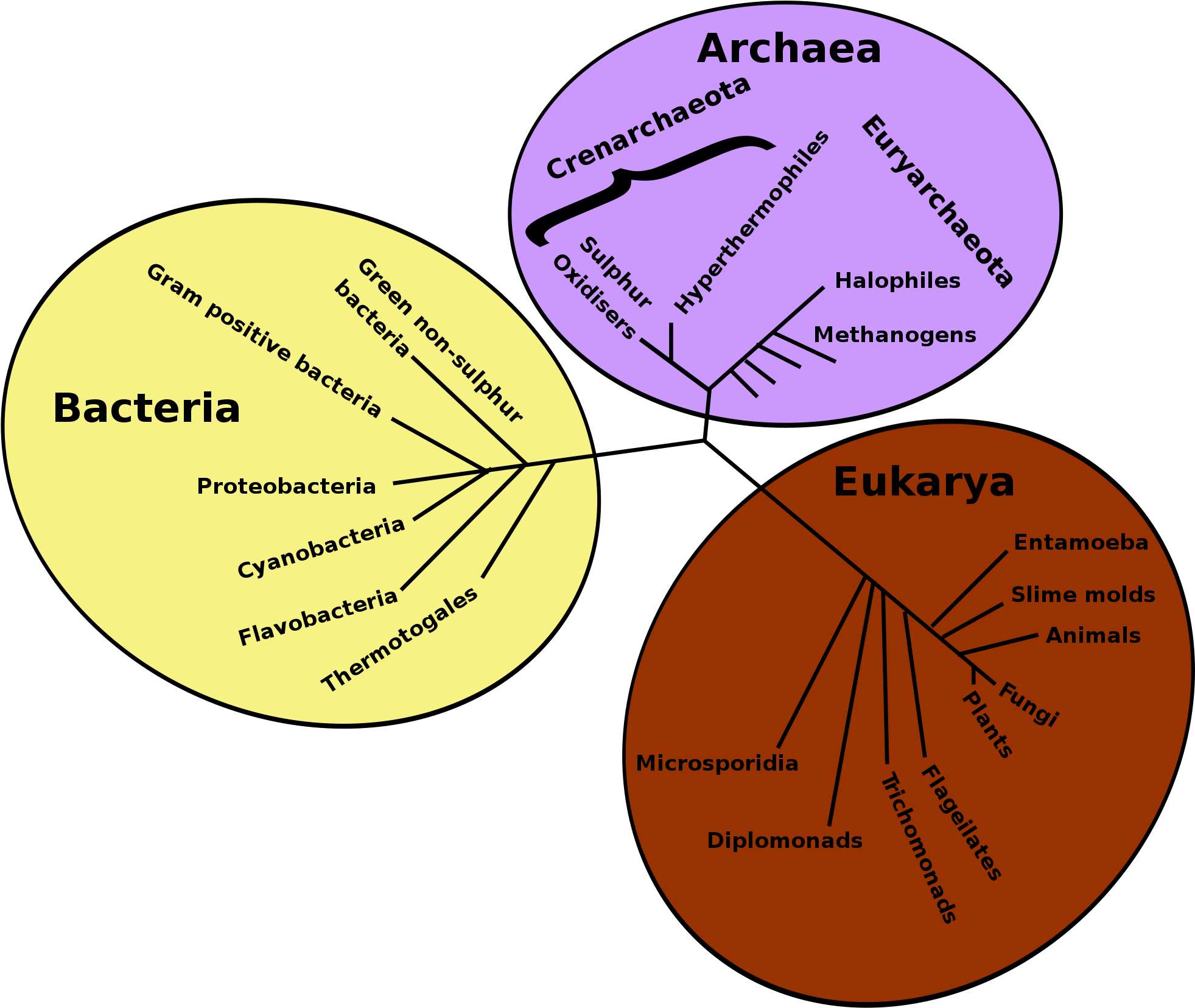 Pin It On Pinterest - Phylogenetic Tree Of Life (2000x1661)