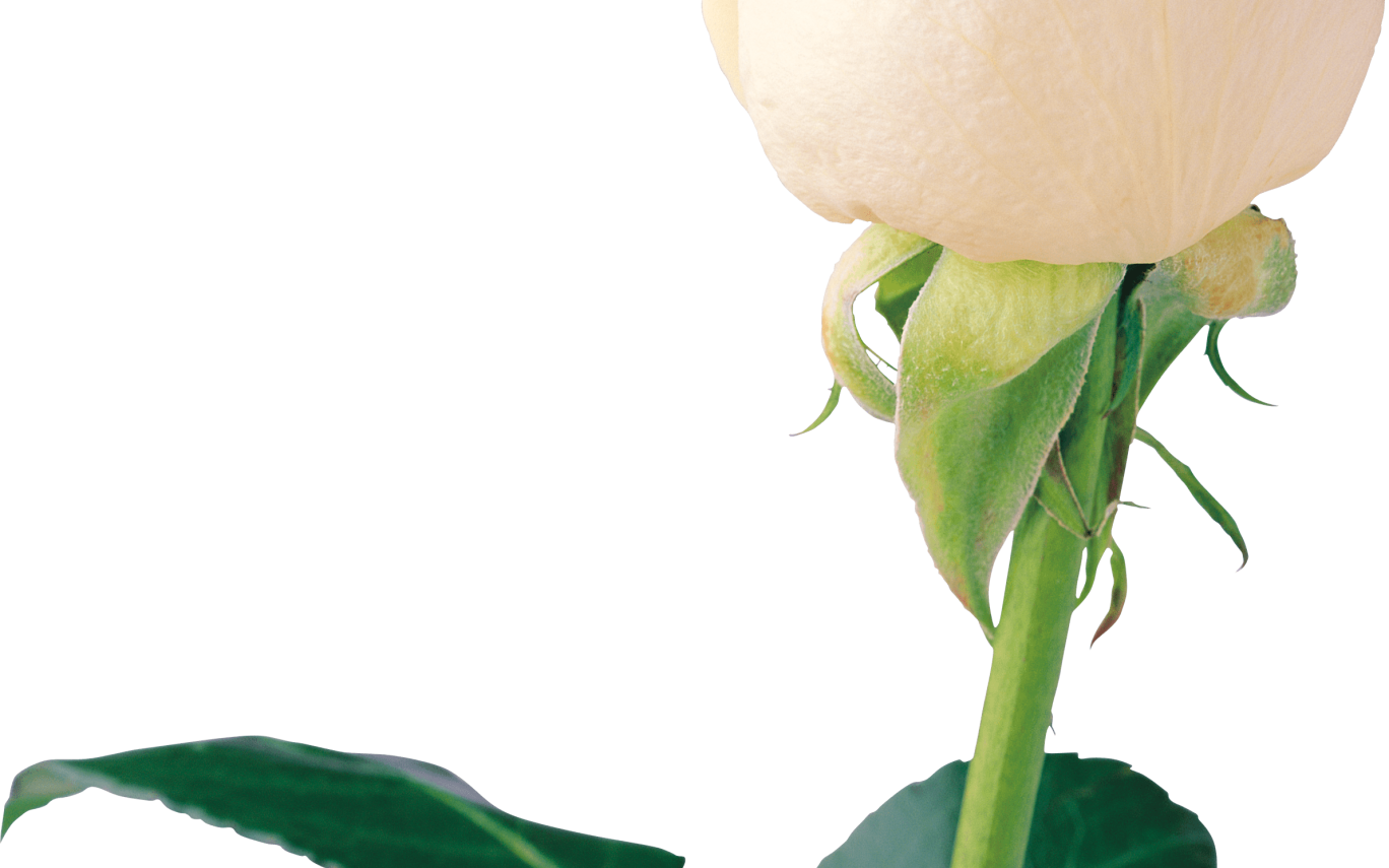 Download Free White Rose Png Image Flower White Rose - Portable Network Graphics (1368x855)