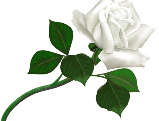 White Rose Png Transparent Images - White Rose Png (640x480)