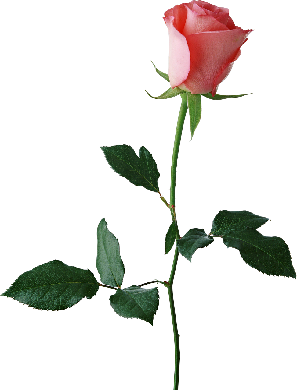 Rose Bud Clip Art Medium Size - Single Flower Transparent Background (973x1280)