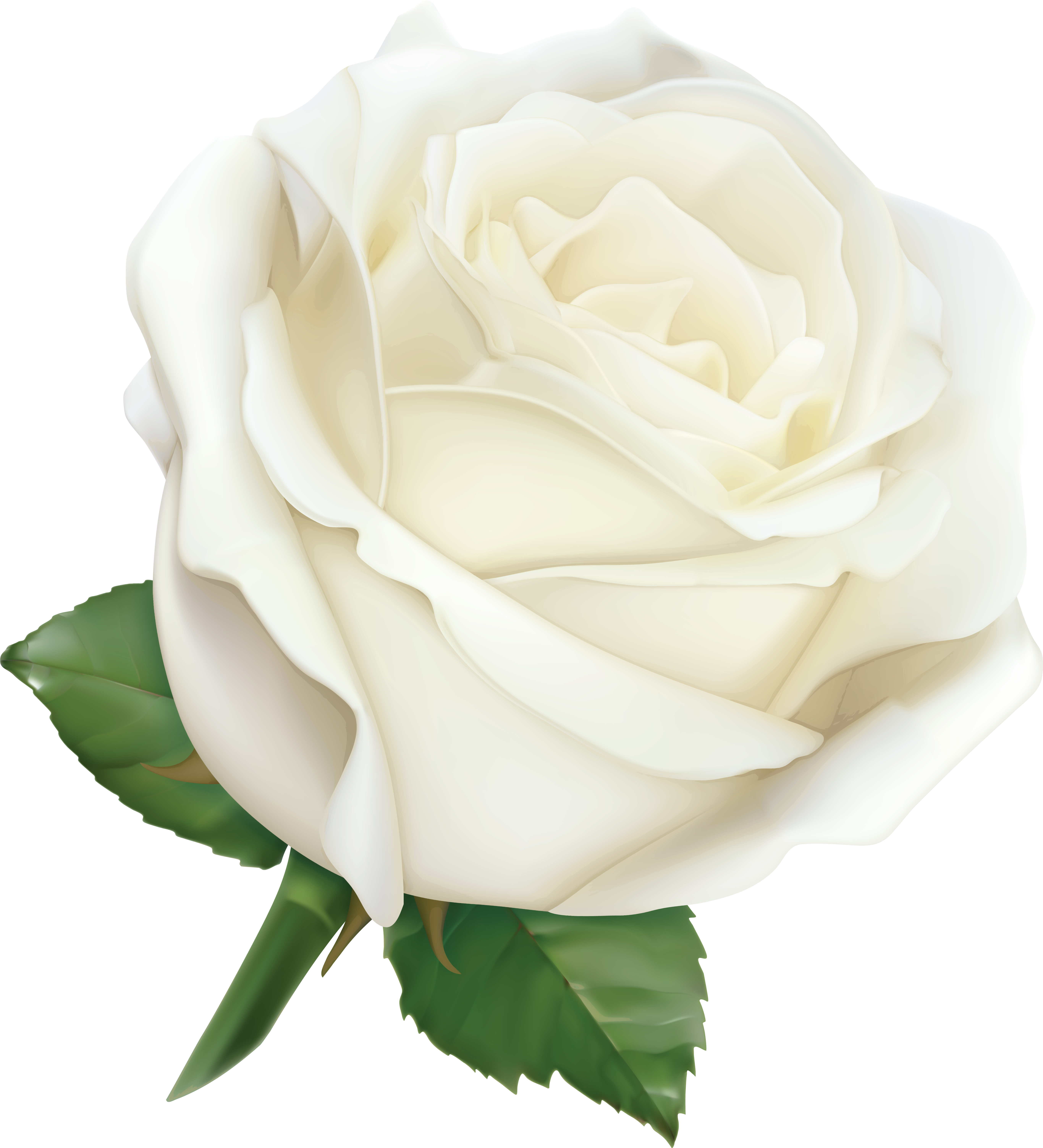 Large White Rose Png Clipart Image K Kyti Ky Kreslen - White Roses Png (5865x6219)