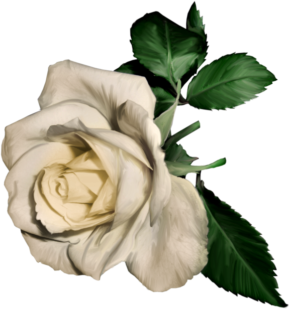 White Rose Clipart - White Flower Png Painting (600x632)