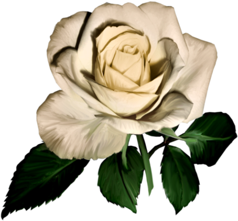 Renkli, Beyaz Güller, White Rose Png Pictures, Png - Tube Rose (500x477)