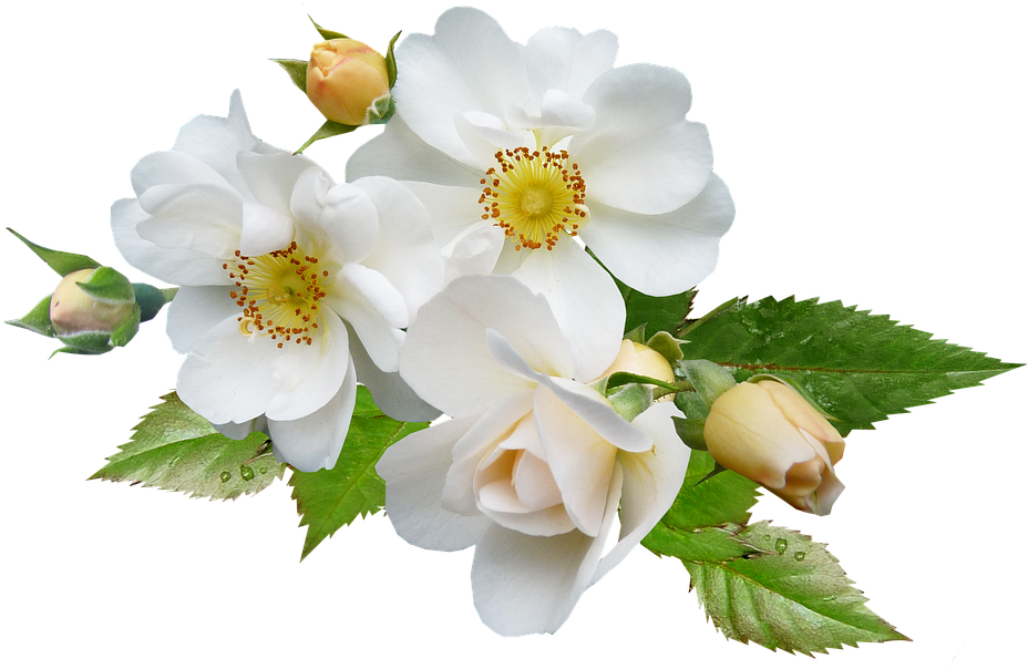 White Rose Png 3, Buy Clip Art - Rose (960x616)