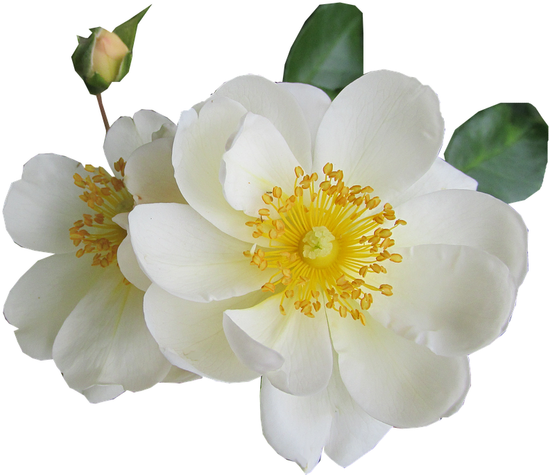 White Rose Png Transparent Images - White Yellow Flower Transparent (960x720)