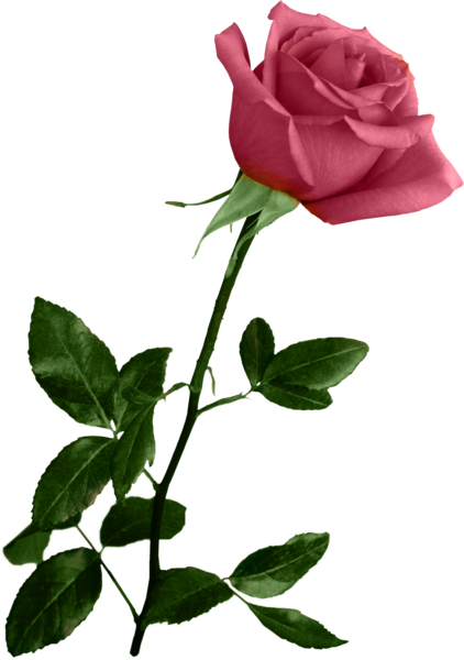 [ Img] - Wedding Backgrounds For Photoshop (422x600)