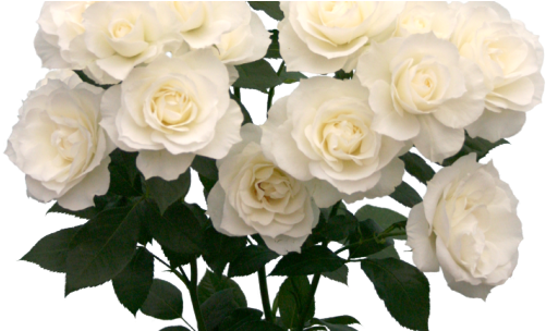 Welcome To The Garden Of Death - White Roses Tumblr Png (540x303)