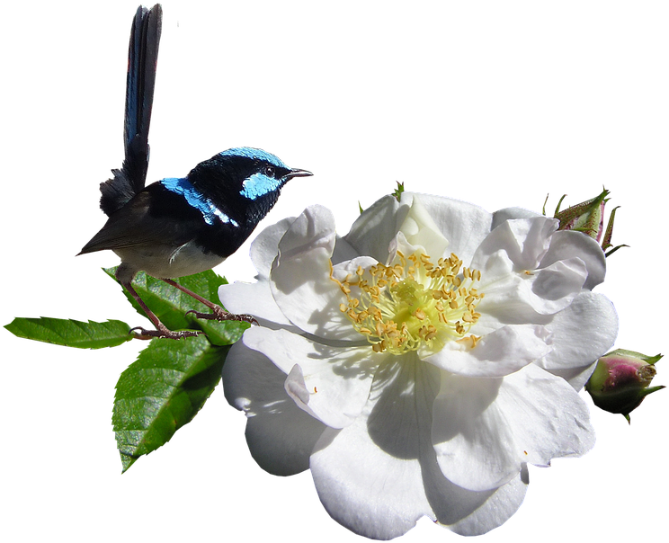 White Rose Png 23, - Wren (960x611)