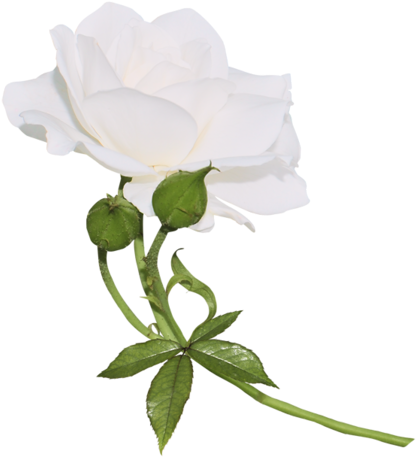 Renkli, Beyaz Güller, White Rose Png Pictures, Png - Пнг Белая Роза На Прозрачном Фоне (451x500)