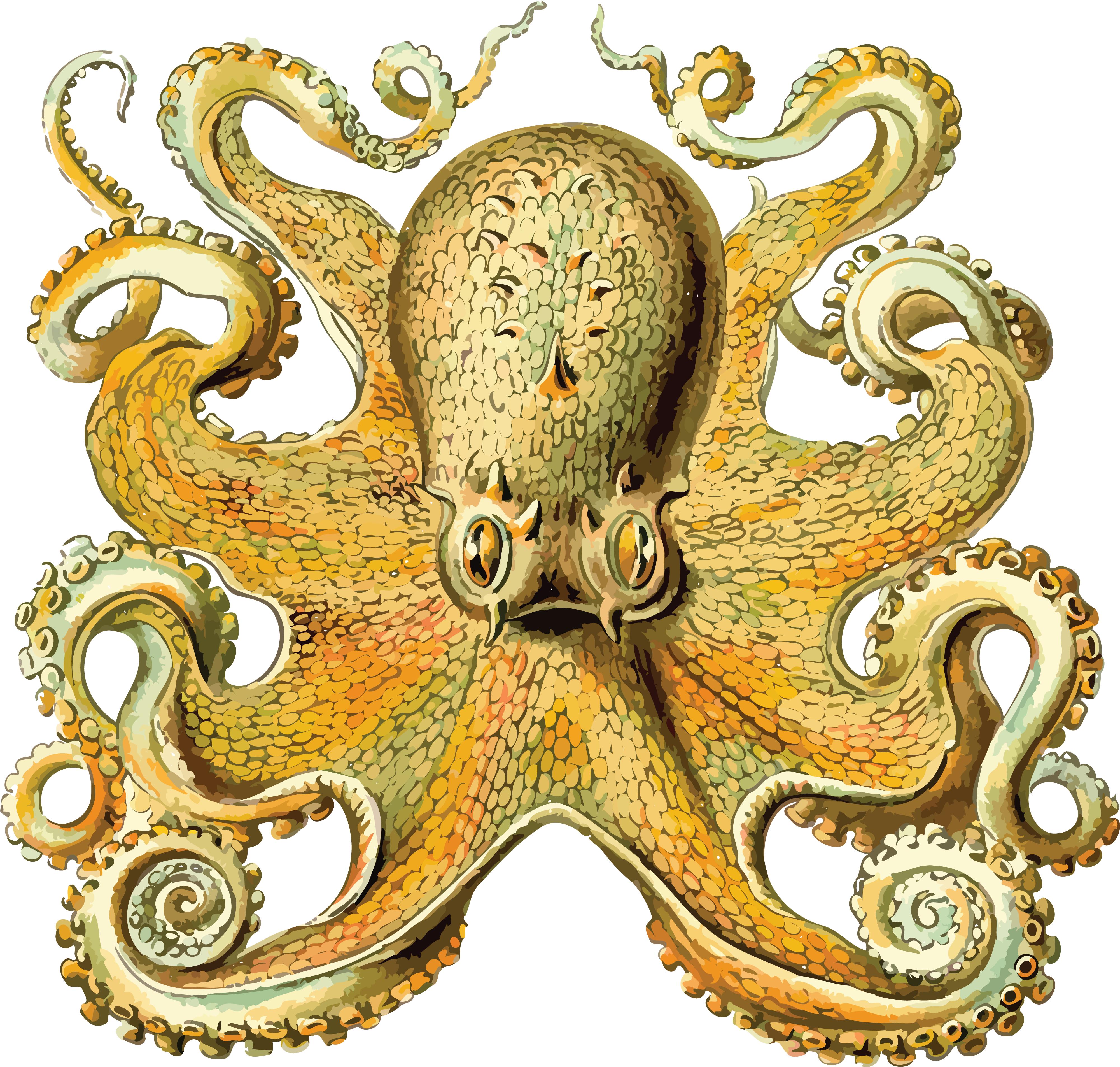 Free Clipart Of An Octopus - Art Forms In Nature (4000x3809)