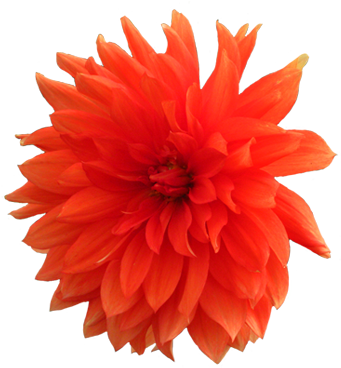 Orange Flower Clipart Transparent - Red Orange Flower Png (356x384)