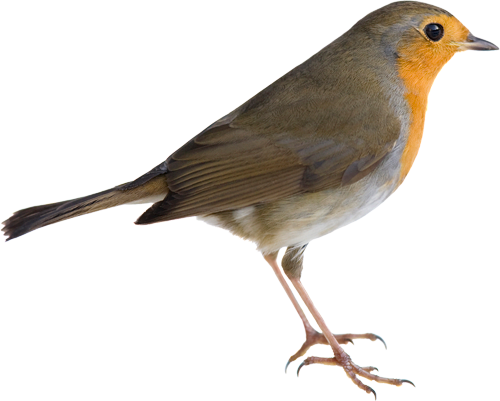 How To Deter Robins - Robin Transparent Background (500x401)
