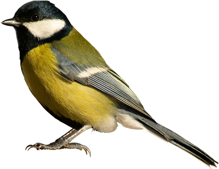 Birds Png Available In Different Size Image - Bird White Background (445x355)