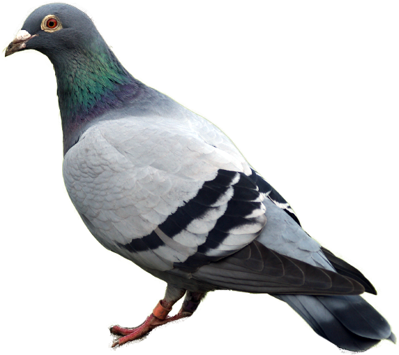 Pigeon Png Image - Dove Png (584x538)