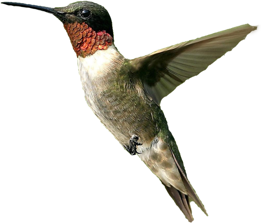Male Humming Bird Png By Doloresmd - Hummingbird Png (900x802)