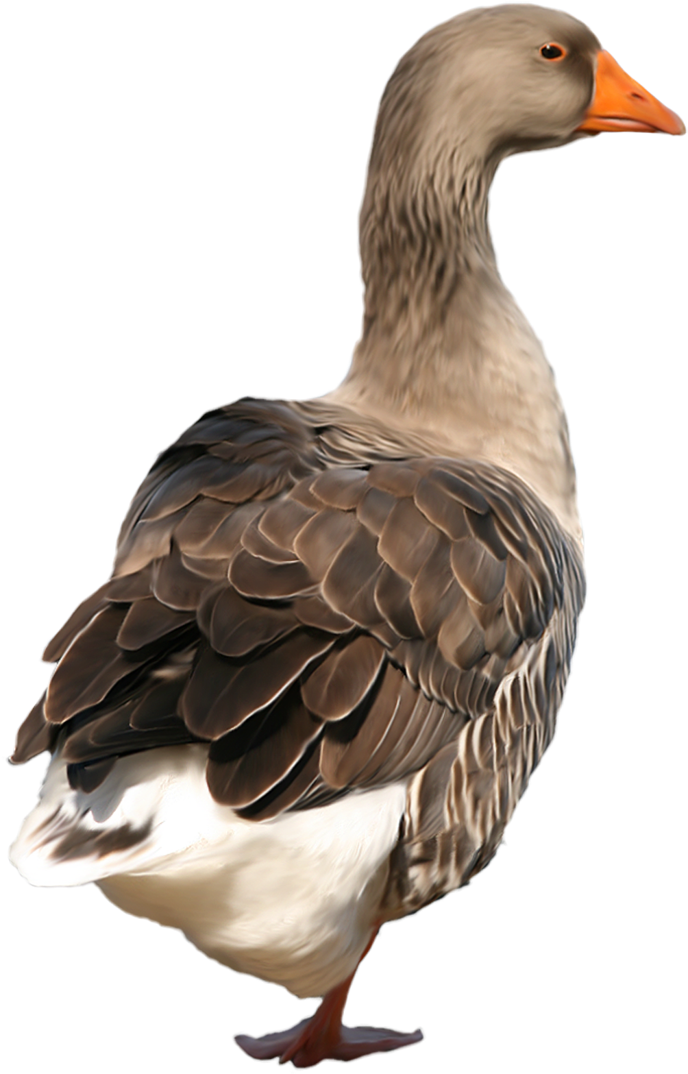 Duck Png Clip Art - Duck Png (1021x1600)