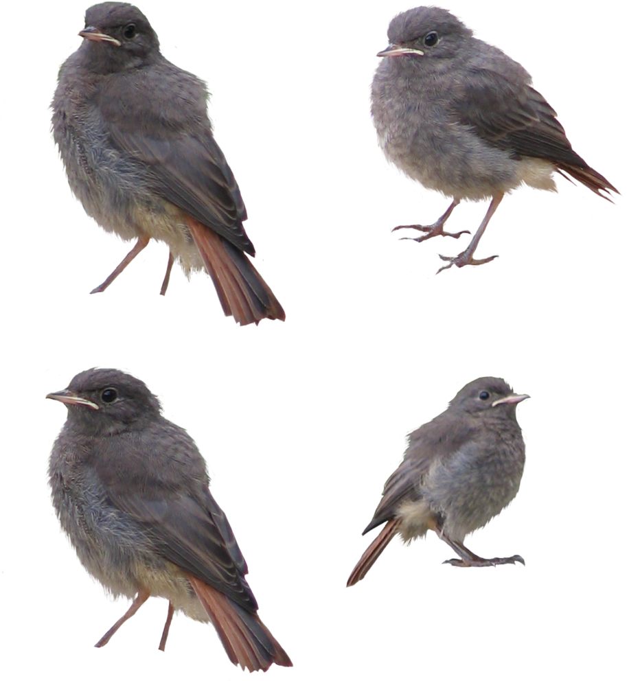 Birds Png By Pagan-stock - Birds Png (1024x1077)
