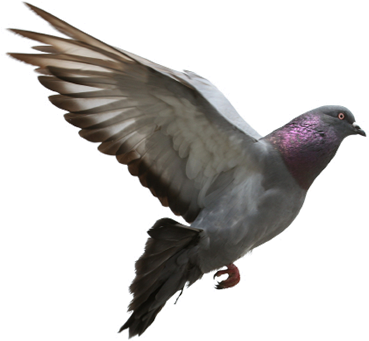 Images Nature Bird Wing Seabird Wild Beak Fauna - Pigeon Flying (480x340)