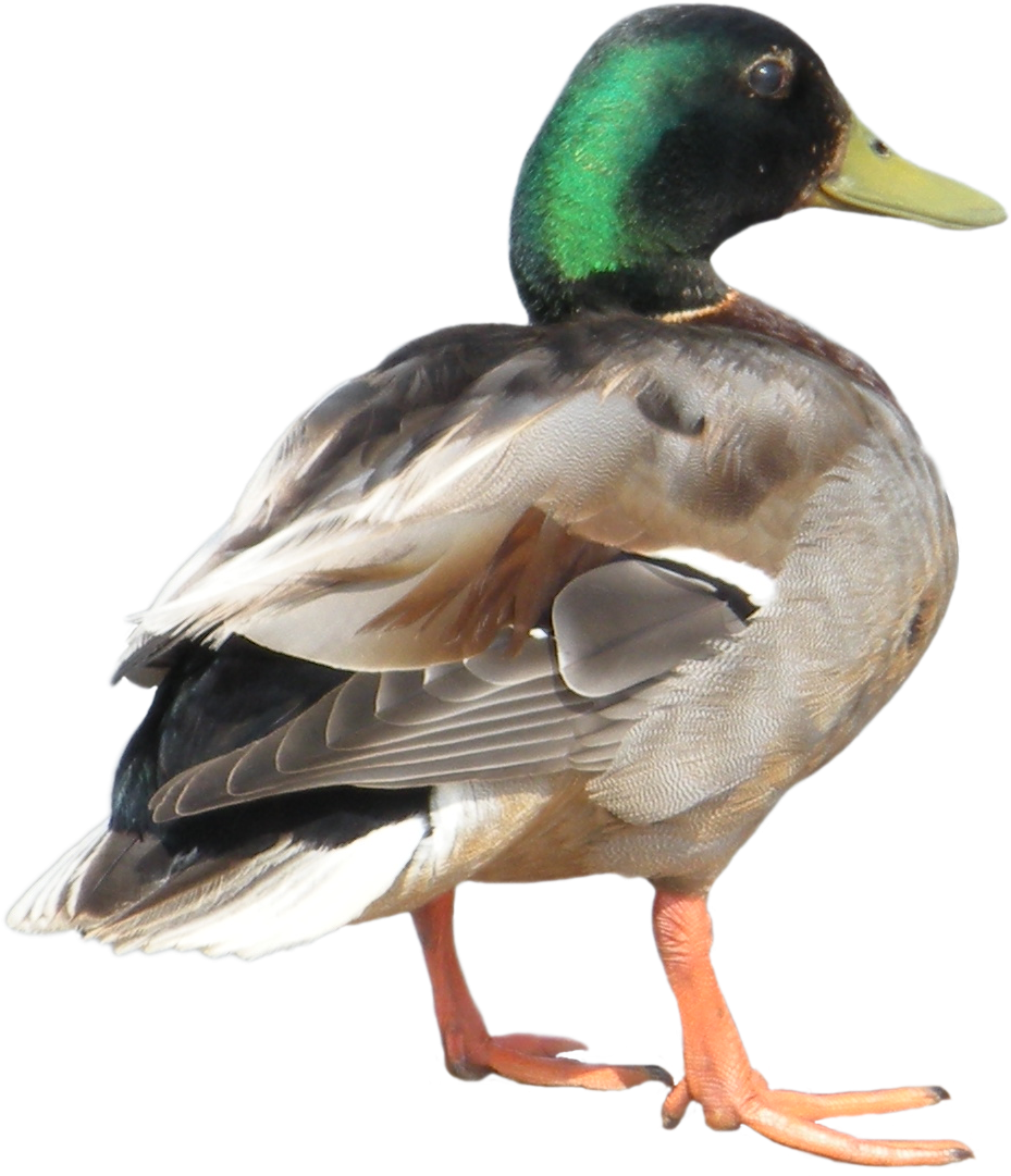 Download Png Image Report - Animal Flash Cards (1084x1084)