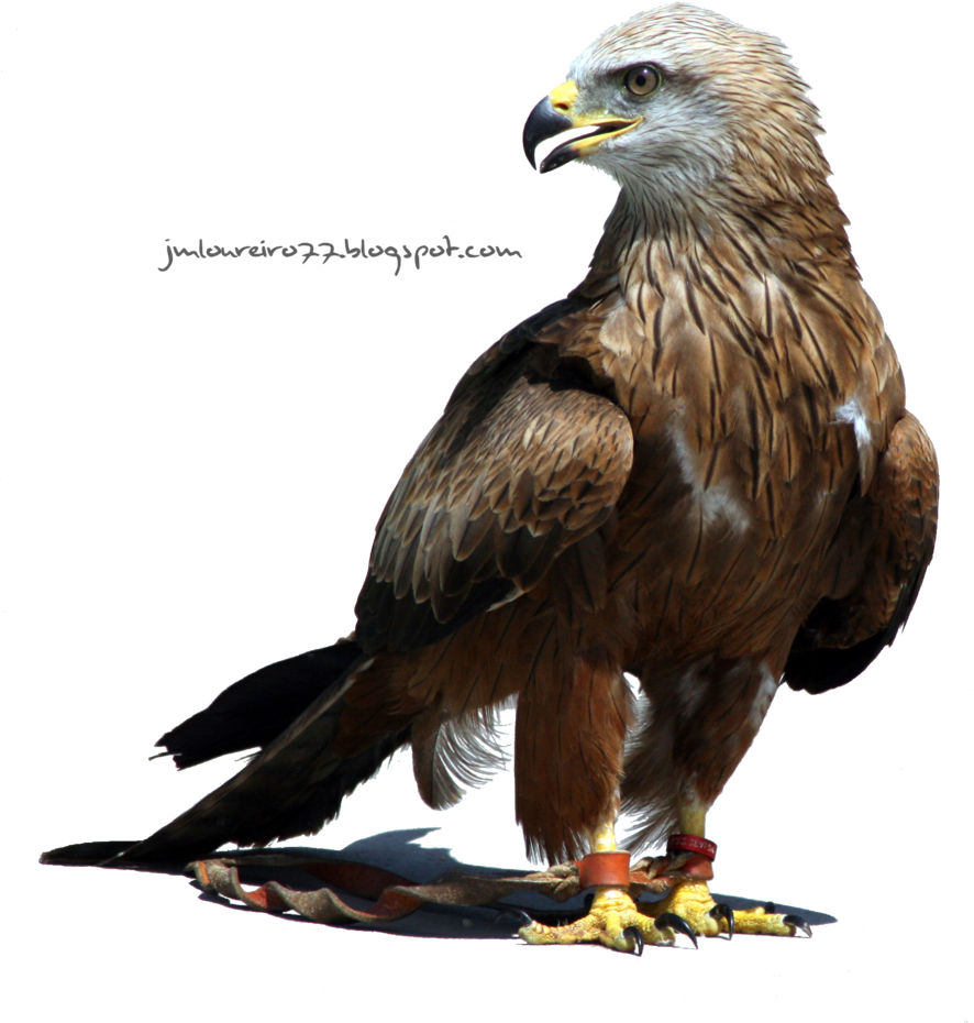 50 Beautiful Nature Wallpapers For Your Desktop Mobile - El Aguila Imagenes Png (900x958)