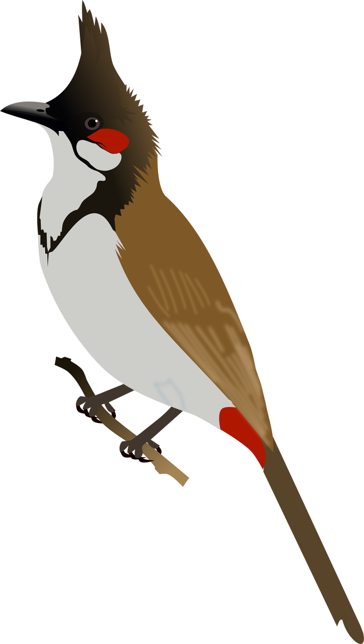 Bulbul Clipart Bird - Red Whiskered Bulbul Png (725x1280)