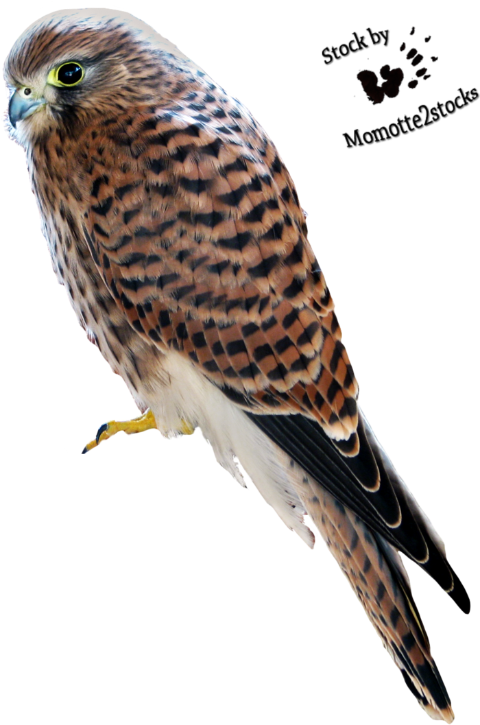 Kestrel Png (737x1083)