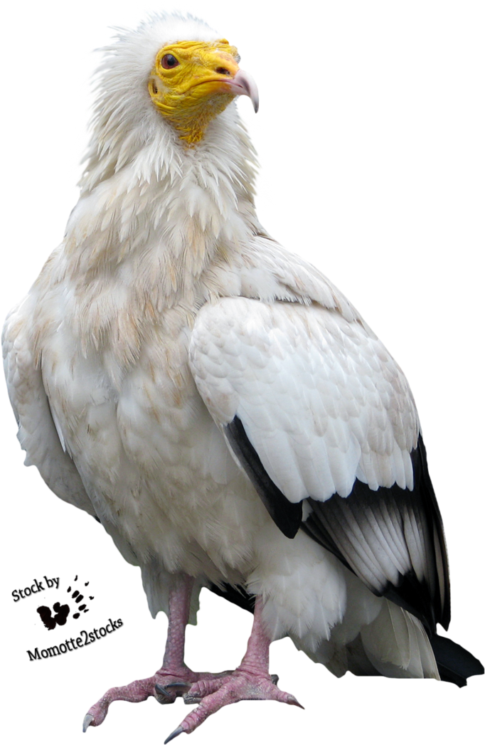Egyptian Vulture Cute (758x1053)