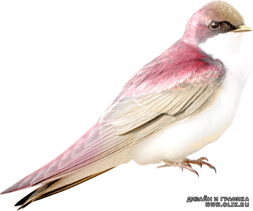 Beautiful Birds Png - Beautiful Birds Png (500x417)