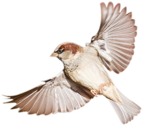 Birds Transparent Png Sticker - Sparrow Bird Png (473x418)