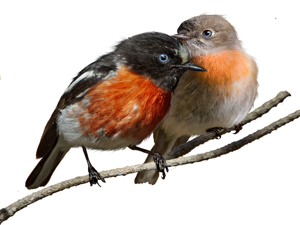 Png File - European Robin (999x749)