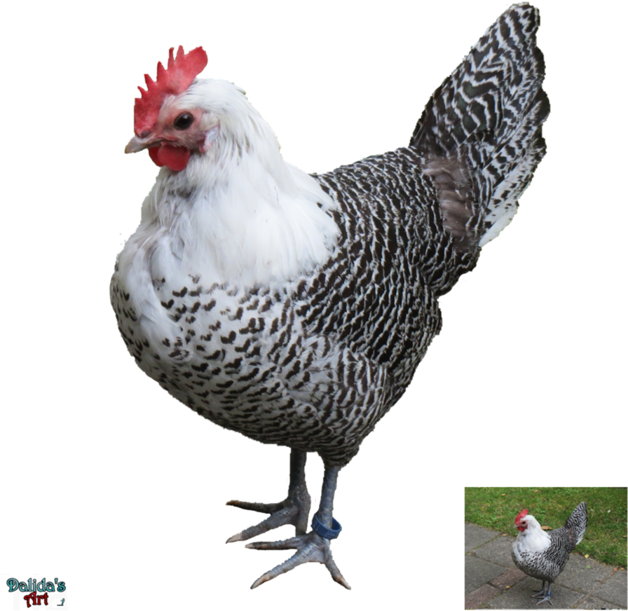 Beautiful White Hen Png By Makiskan - Beautlful Hen (900x887)