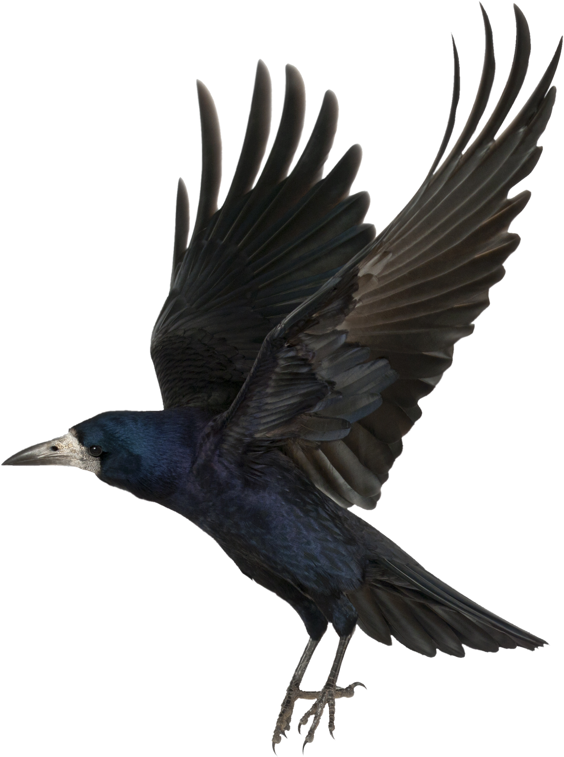 Beautiful Birds Flying Wallpaper For Kids - Crow Transparent (2752x2772)