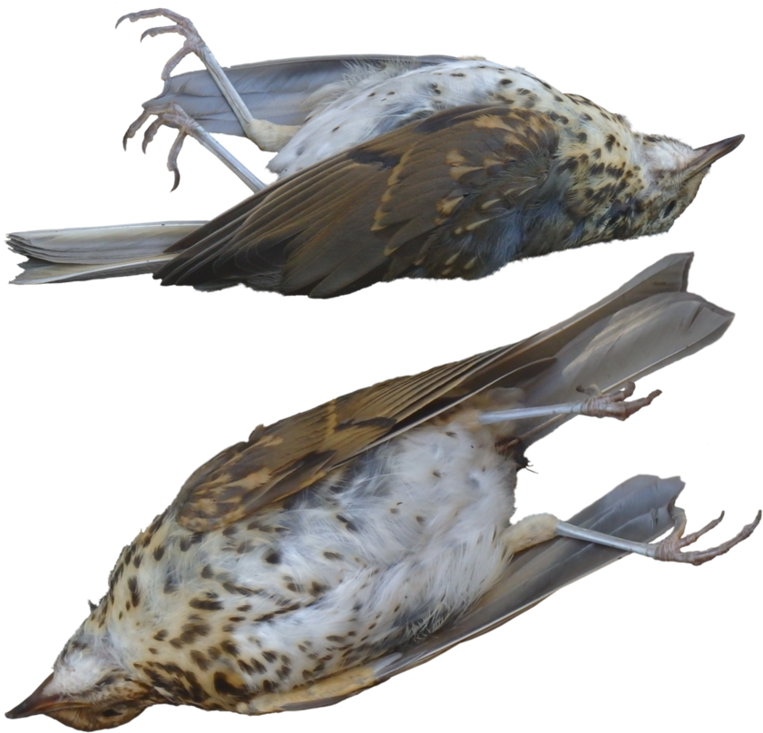 Image Result For Dead Birds - Dead Pigeon Png (894x894)