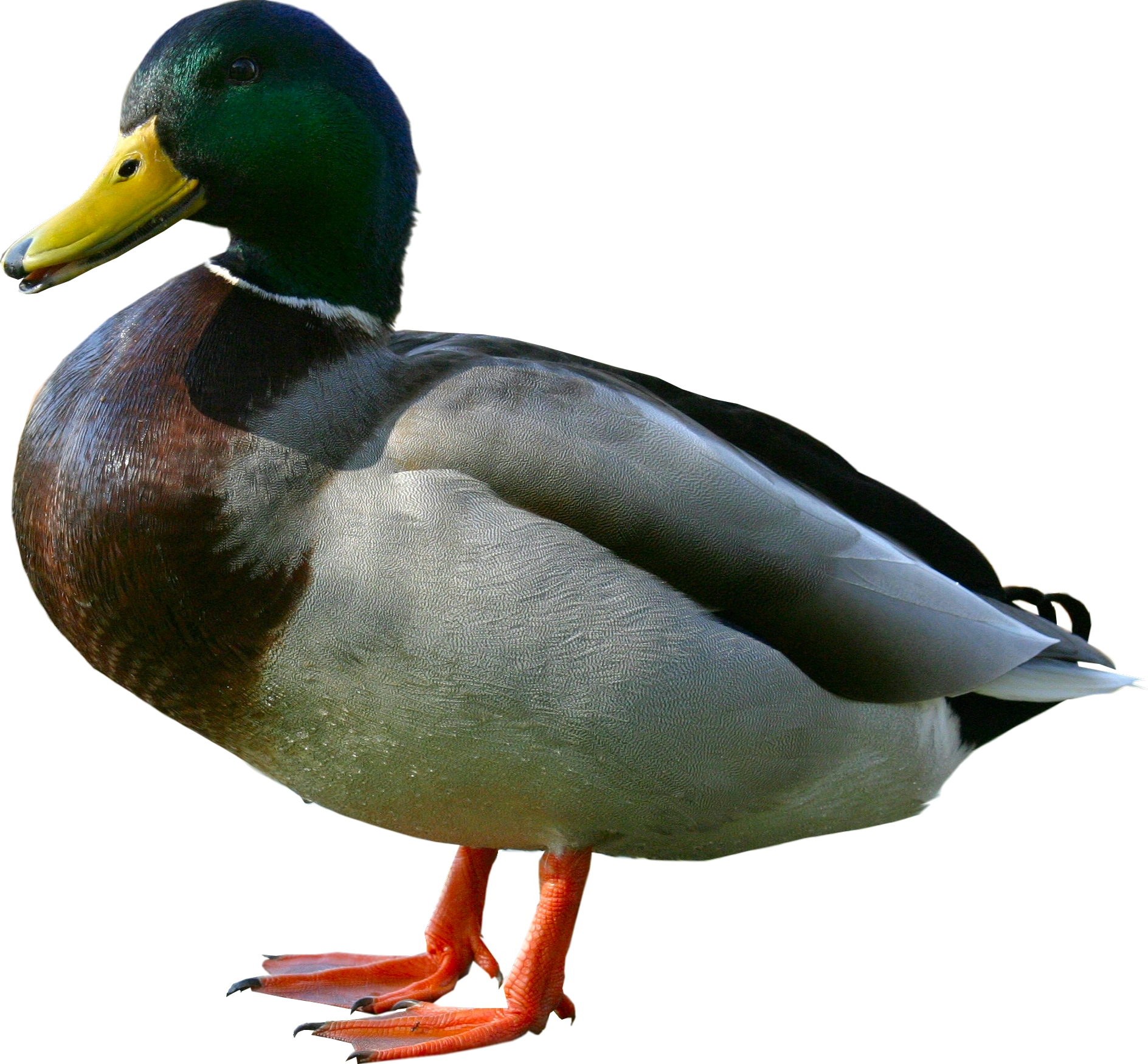 Download Png Image Report - Duck Png (1888x1750)