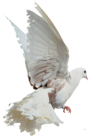 Png Birds By Eross-666 - Descargar Imagenes De Palomas Blancas (400x533)
