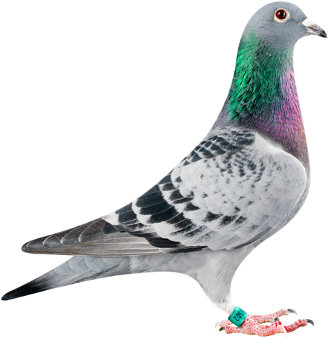 Birds For Sale 1st September - Birds Pigeon (540x480)