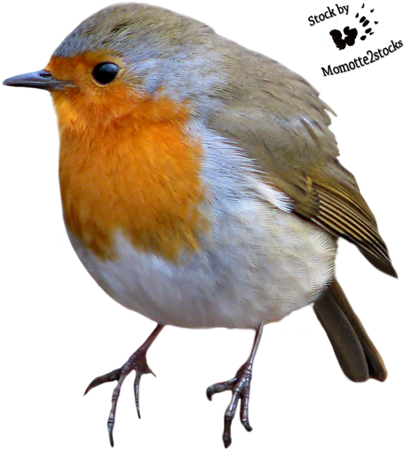Bird Cut Out Png (844x946)
