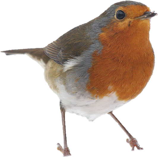 Picture1robin - Bird Robin Png (734x657)