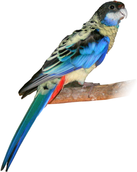 Endangered Northern Rosella Parrot - Northern Rosella Parrot (497x636)