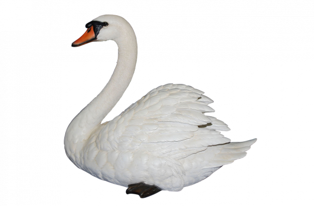 Most Beautiful Birds North America - Swan Transparent (640x420)