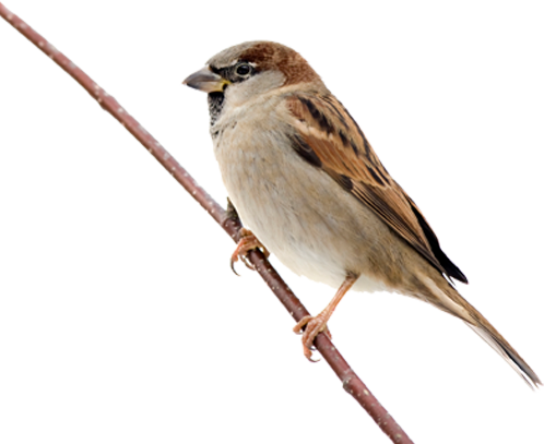 Sparrows - Sparrow Png (498x407)