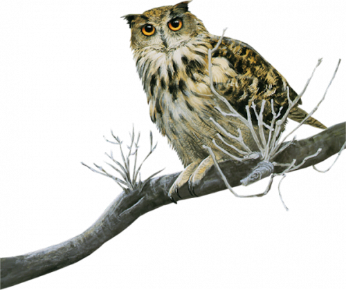 Owls, Images, Beautiful Birds, Birds, Owl, Tawny Owl - Tube Chouette (500x420)