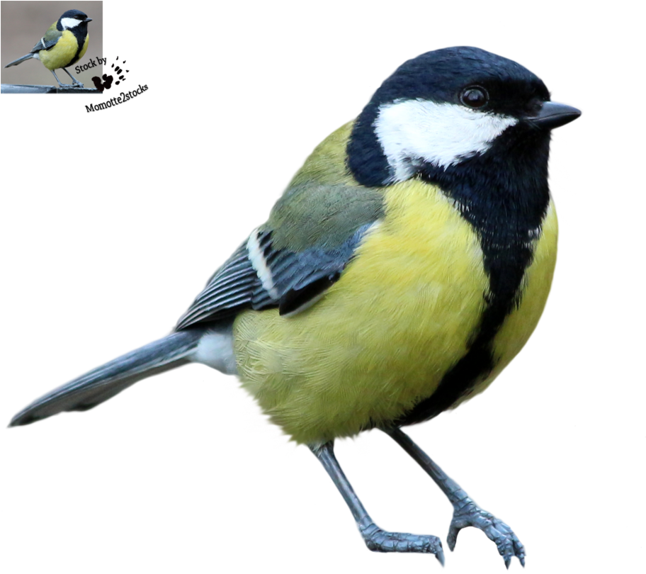 Tit Bird Png (938x851)