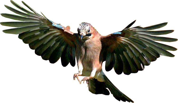 Bird Png - Bird Flying Transparent Background (750x436)