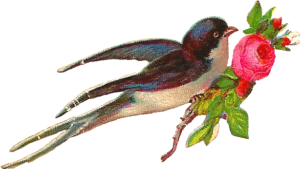 Victorian Roses And Blue Birds Clipart - Beautiful Rose And Bird (717x449)