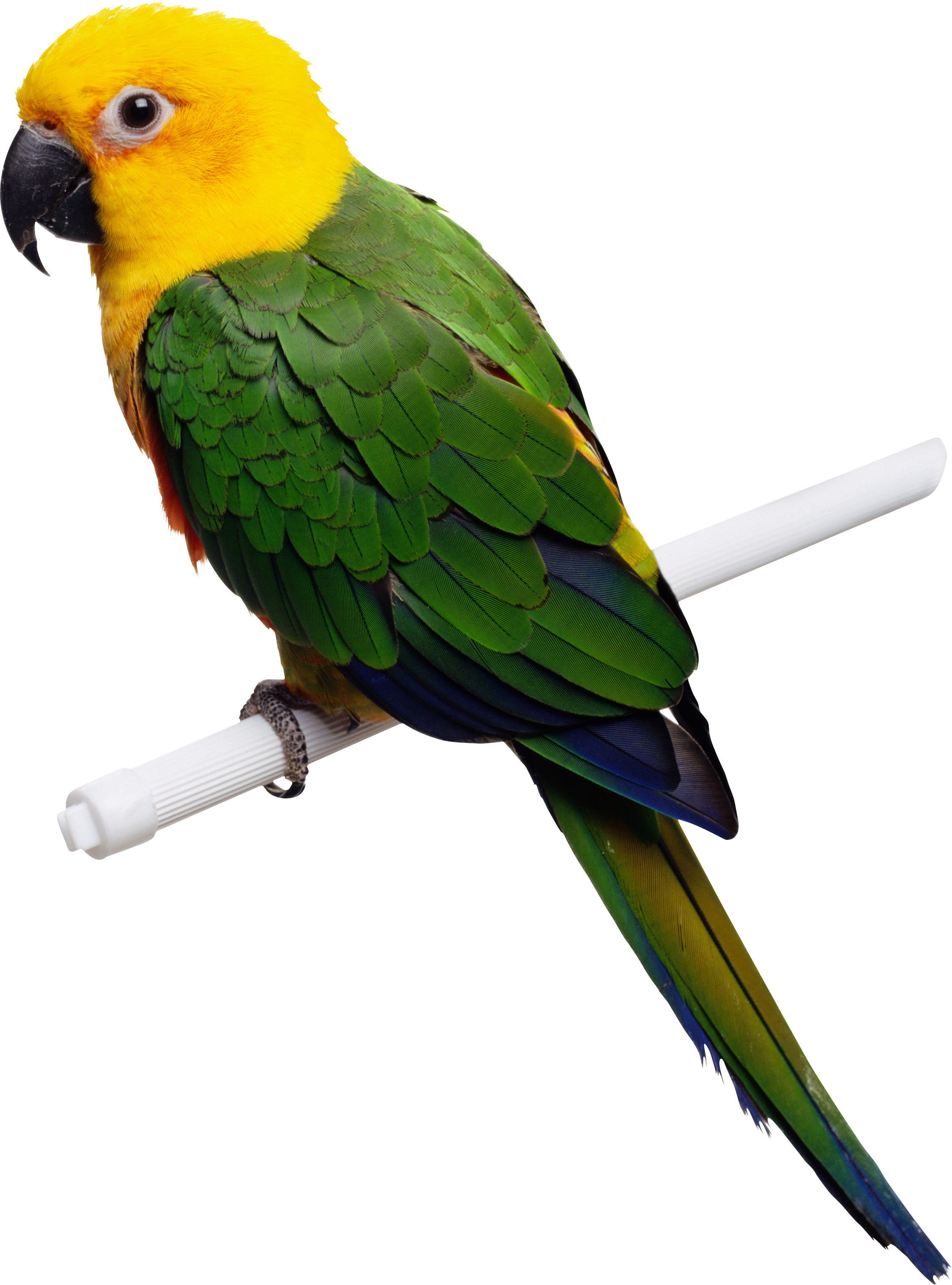Green-yellow Parrot Png Images, Free Download - Parrot Green And Yellow (2259x3048)