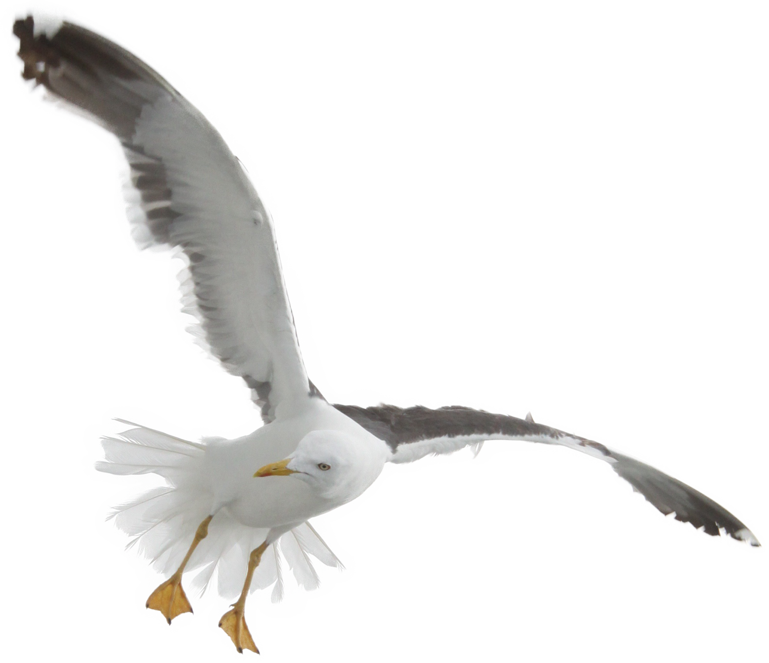 Seagull - Bird Sea Png (1500x1292)