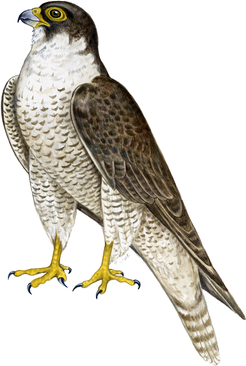 Cooper's Hawk Clipart Transparent - Falcon Png (571x800)