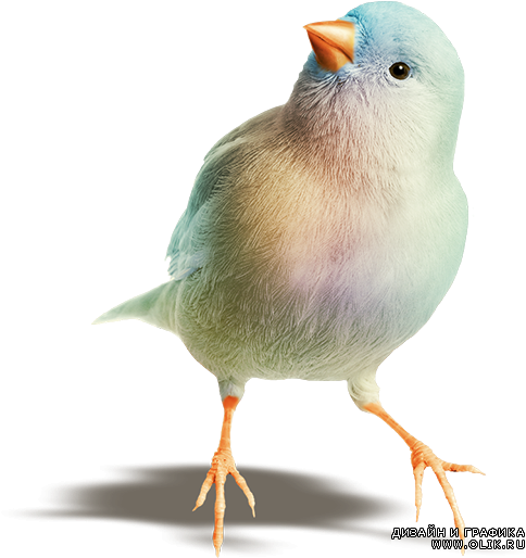 Beautiful Birds Png - White Bird Canary Png (500x513)