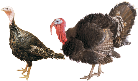 Turkey Bird Png - Artisan Gold Turkey (480x288)